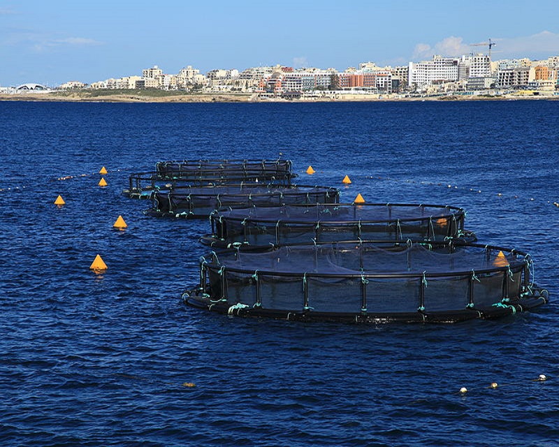 Azzopardi Fisheries' tuna pens in St Paul's Bay