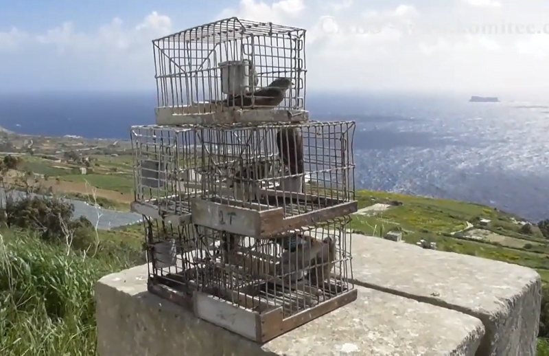 Illegal trapping Malta